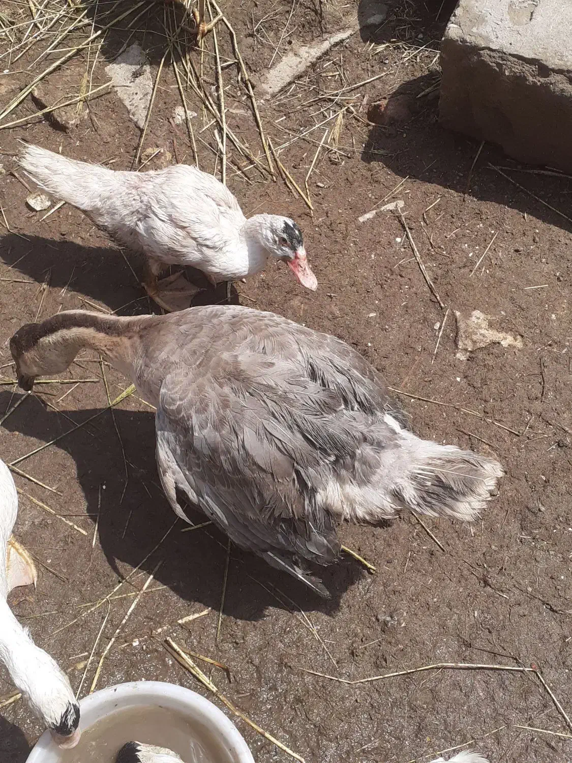 غاز|حیوانات مزرعه|سوسنگرد, |دیوار