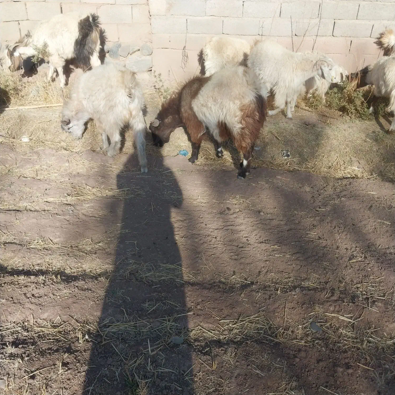 فروش نری بخته|حیوانات مزرعه|رابر, |دیوار