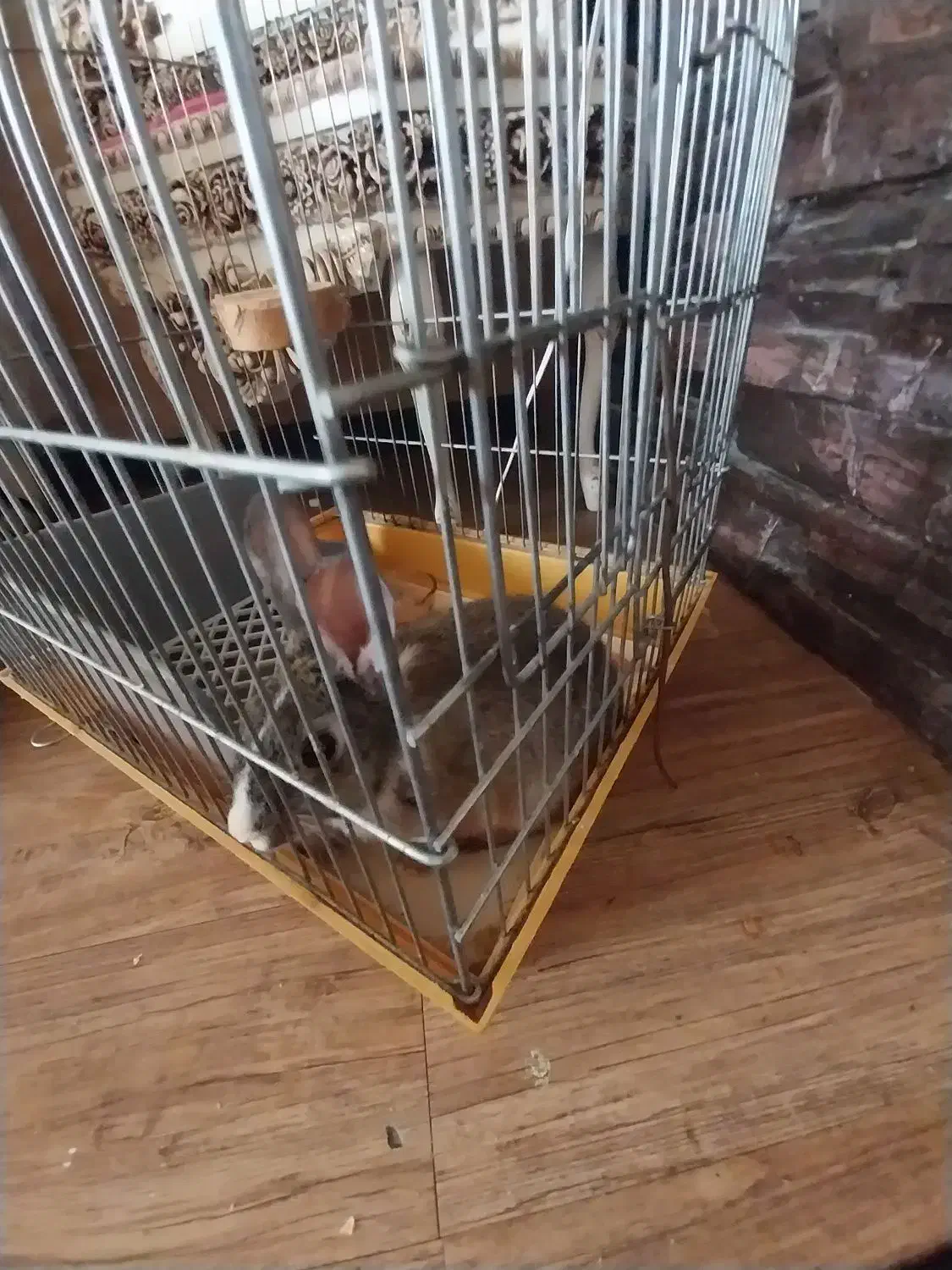 اهدا خرگوش|موش و خرگوش|همدان, |دیوار