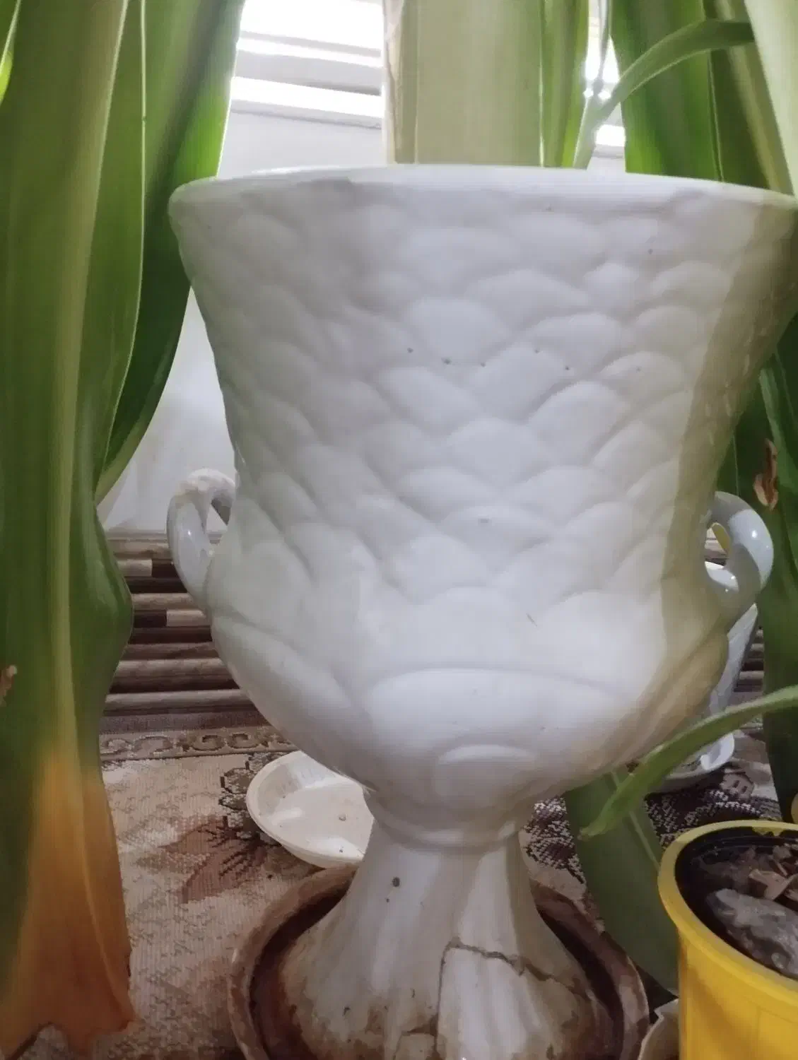 گل سوسن عنکبوتی 8 ساله با گلدان|گل و گیاه طبیعی|تفت, |دیوار