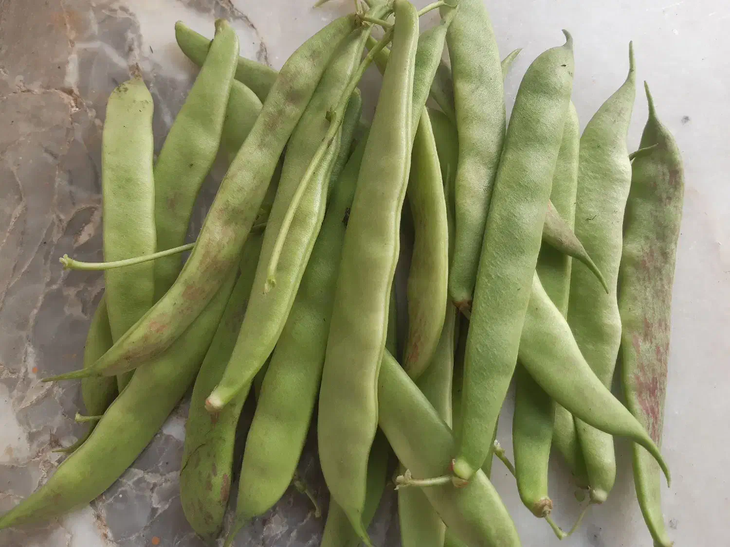 باقالی باقلا درختی گوشتی|خوردنی و آشامیدنی|ماکلوان, |دیوار