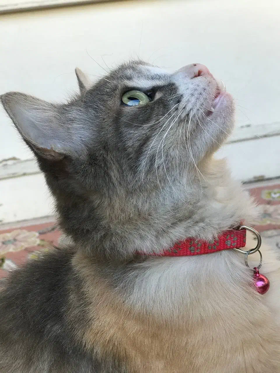 گربه ماده گمشده|حیوانات|رشت, خمیران زاهدان|دیوار