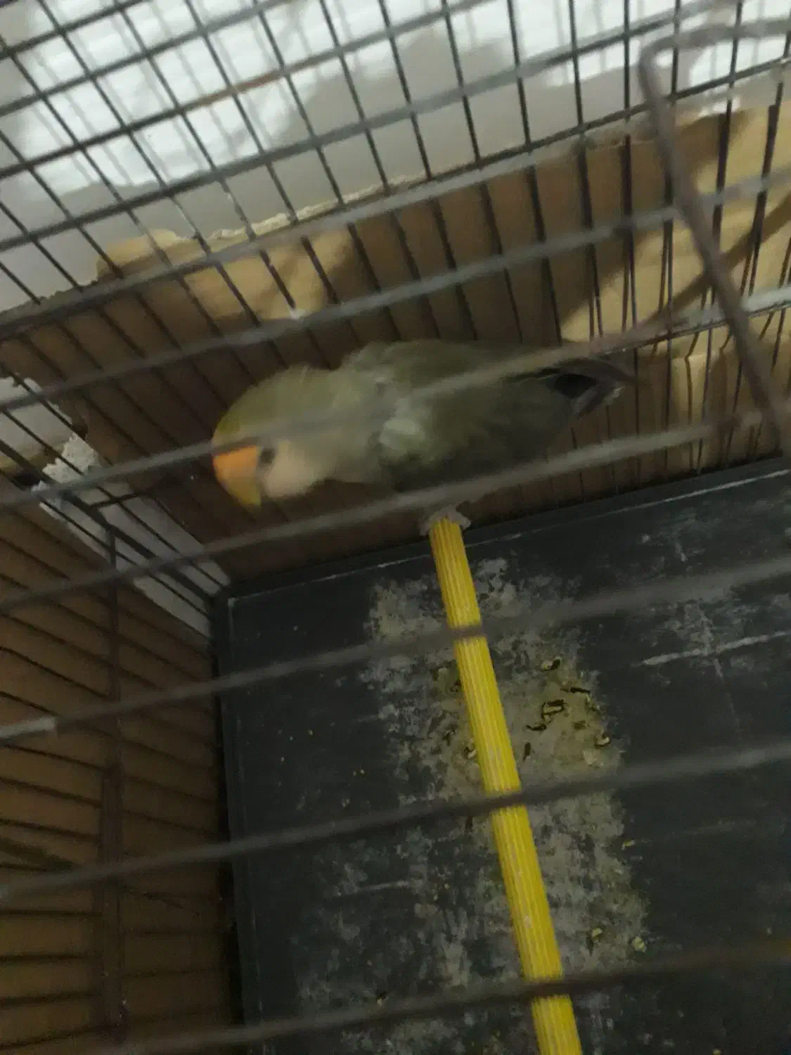 طوطی برزیلی نر|پرنده|اردبیل, |دیوار