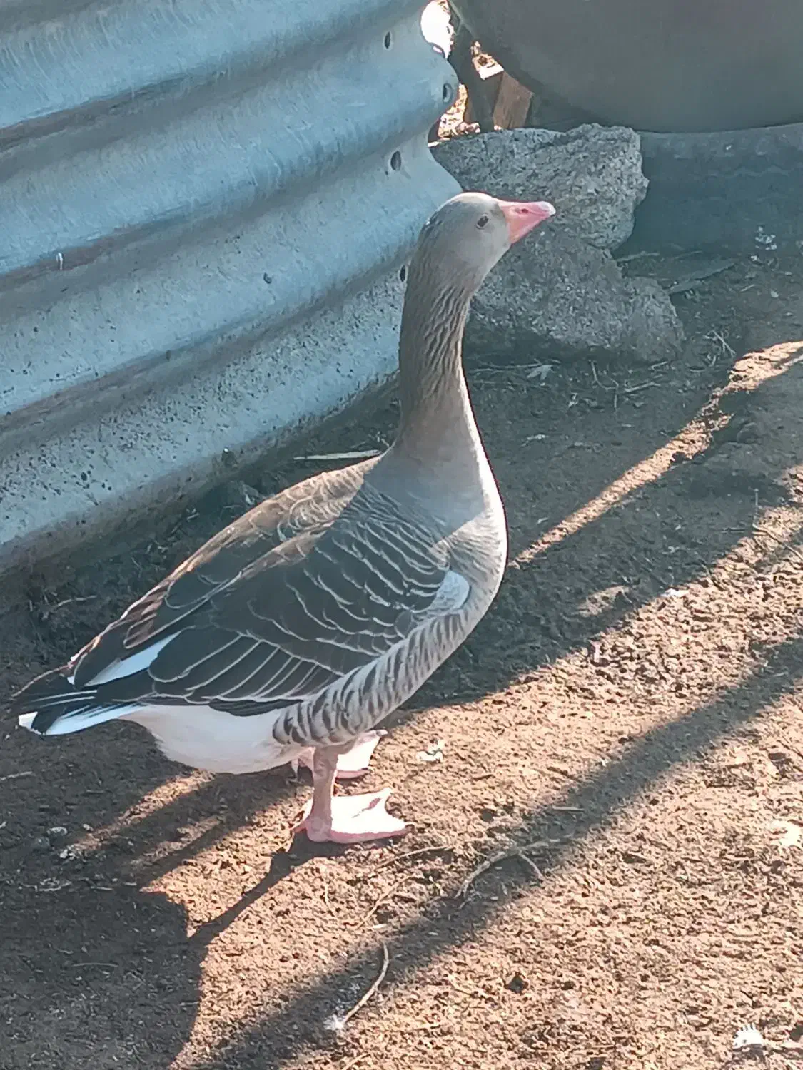 غاز تخمه گزار|حیوانات مزرعه|سوسنگرد, |دیوار