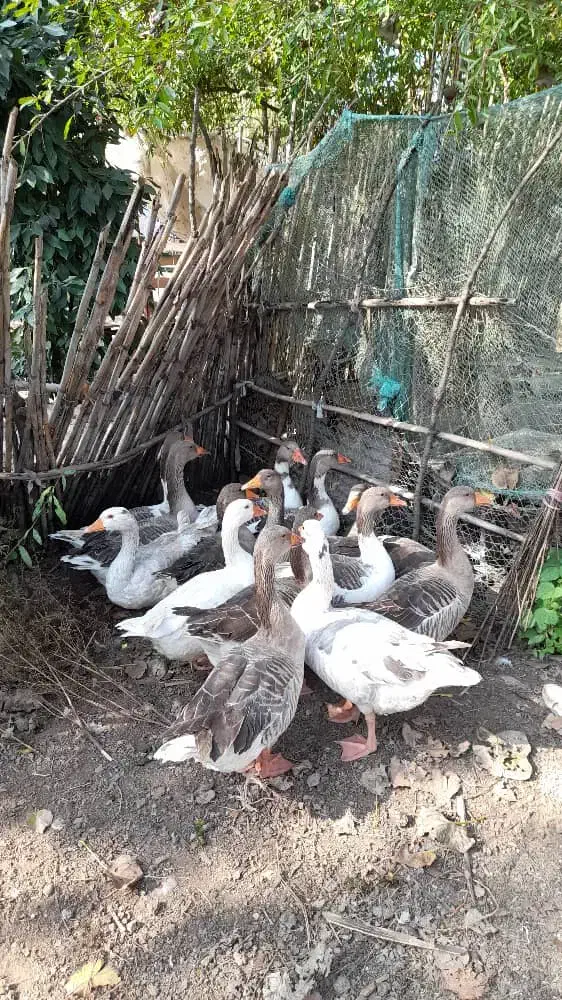 غاز محلی|حیوانات مزرعه|سیاهکل, |دیوار