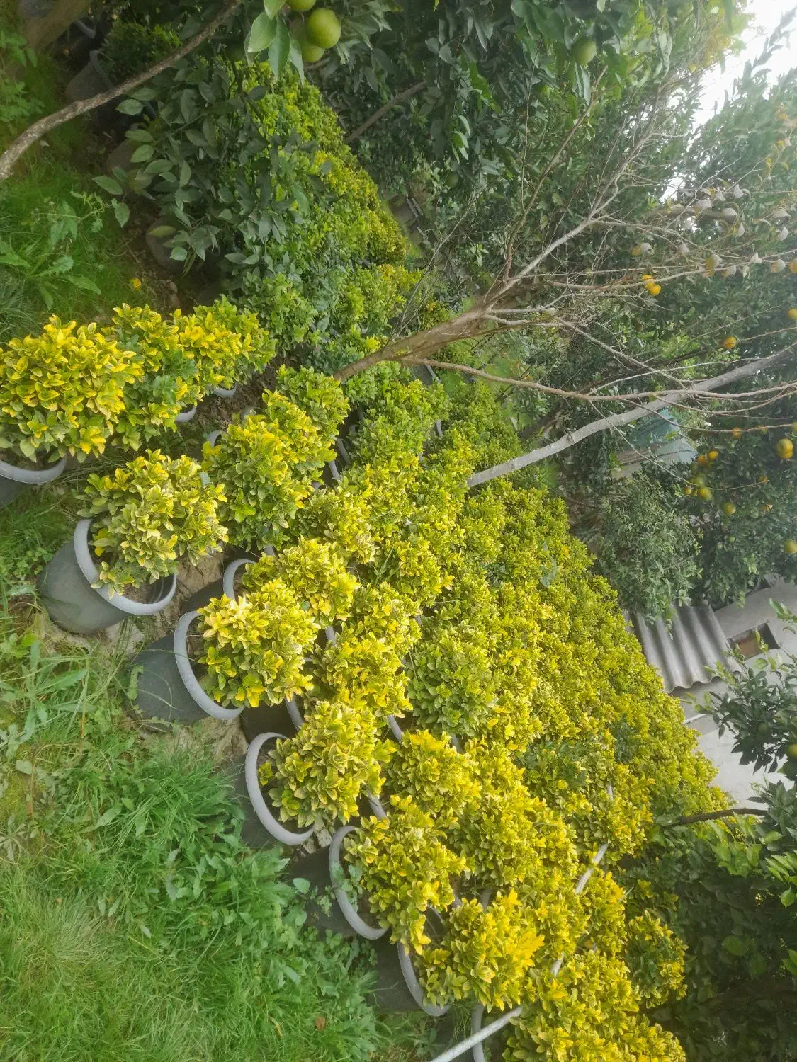 فروش فوری شمشادطلایی|گل و گیاه طبیعی|نشتارود, |دیوار