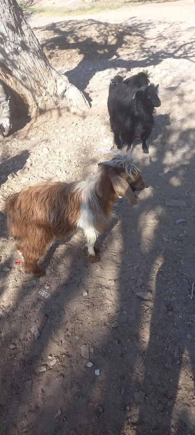 فروشی|حیوانات مزرعه|خوسف, |دیوار