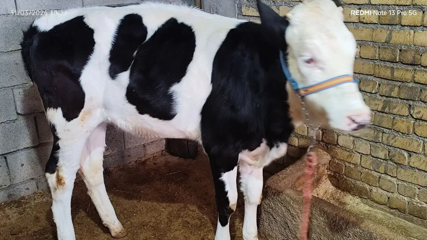 گوساله ماده سیمنتال بیرانشهر|حیوانات مزرعه|بیرانوند, |دیوار