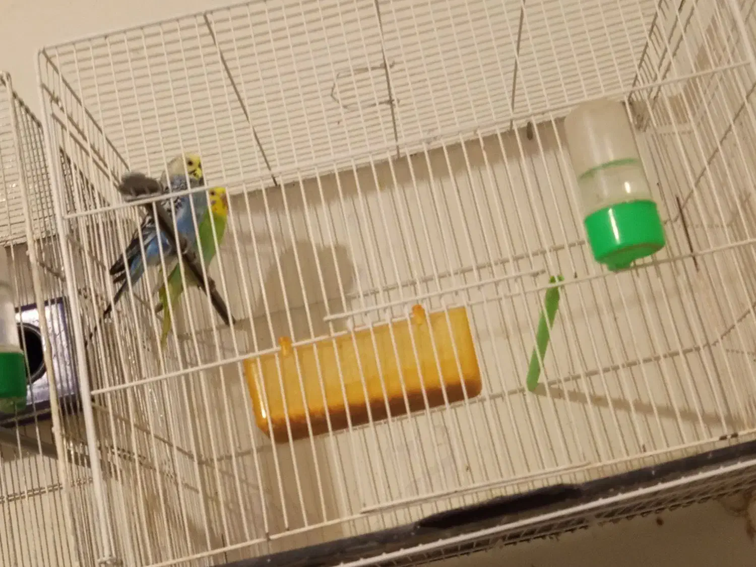 فروش فوری|پرنده|تربت جام, علوی|دیوار