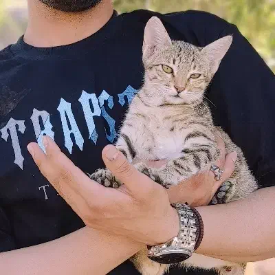 گربه دَش|گربه|دهدشت, |دیوار