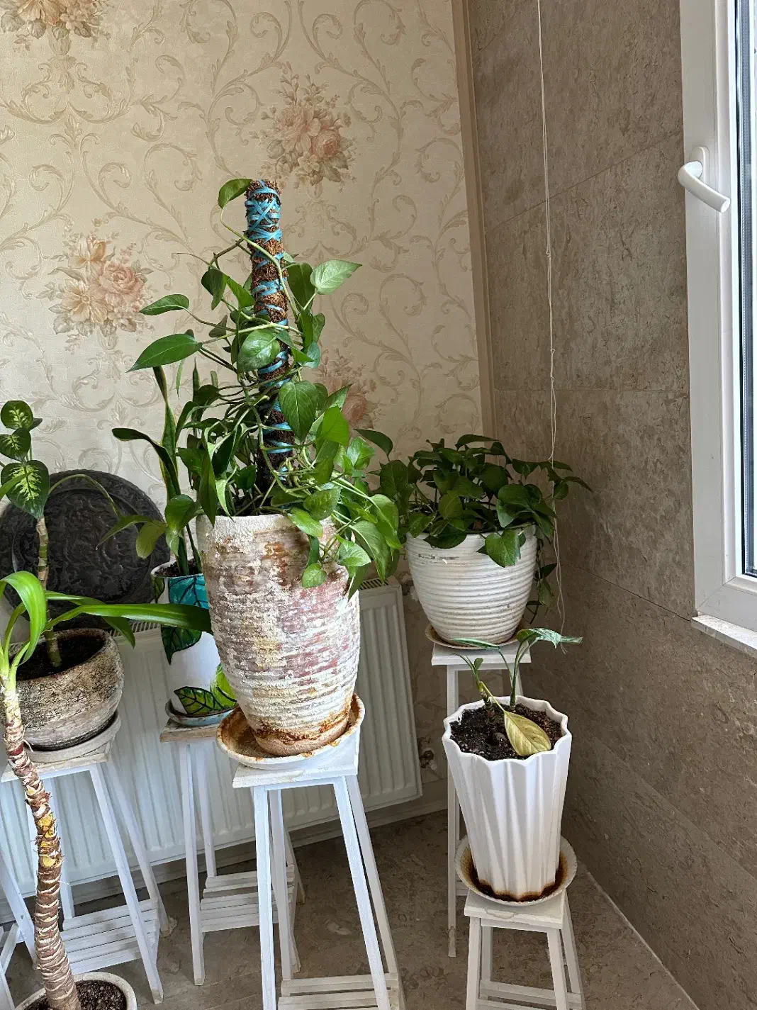 گل آپارتمانی همراه گلدون و پایه|گل و گیاه طبیعی|کرج, گوهردشت|دیوار