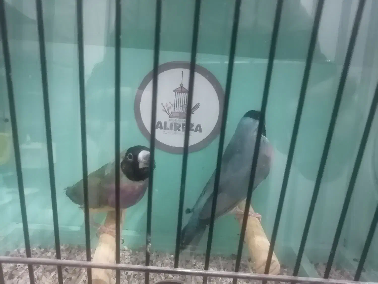 فنچ گلدین|پرنده|مشگین شهر, |دیوار