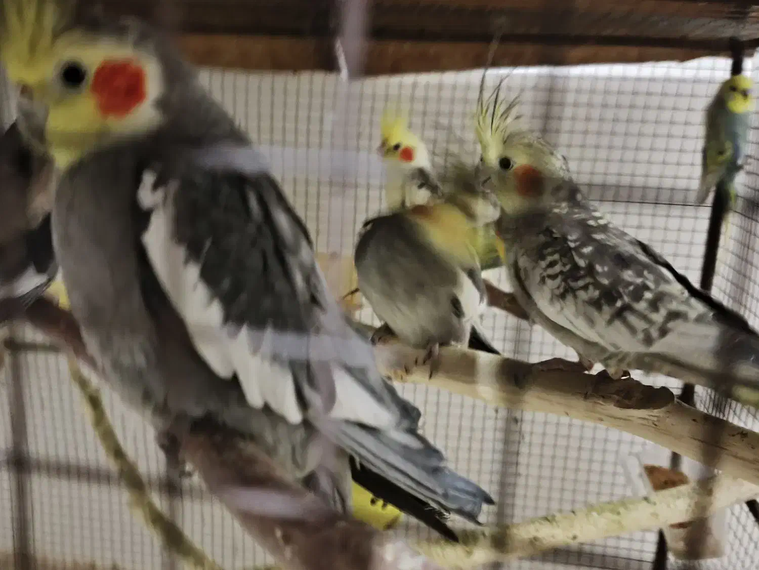 عروس هلندی کفتر قناری کوتوله برزیلی طوطی|پرنده|شیراز, بید زرد|دیوار