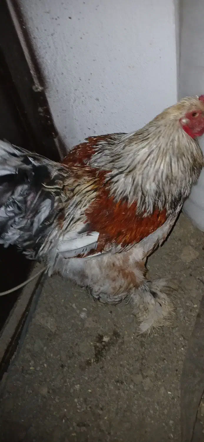 مرغ و خروس برهما سنگین کار داده|حیوانات مزرعه|لاهیجان, شهرک سلمان فارسی|دیوار