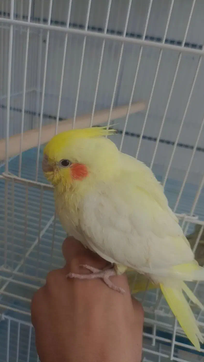 جوجه عروس هلندی و مرغ مینا|پرنده|دوگنبدان, |دیوار