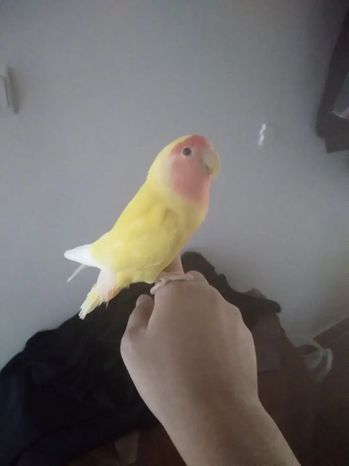 یه جفت طوطی برزیلی مولد|پرنده|کنگاور, |دیوار