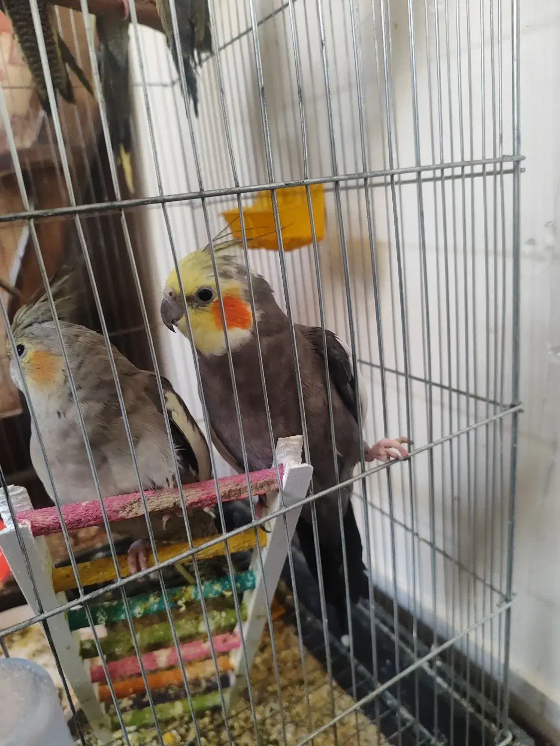 یک جفت عروس هلندی مولد صحیح و سالم و درشت|پرنده|قم, گلزار|دیوار