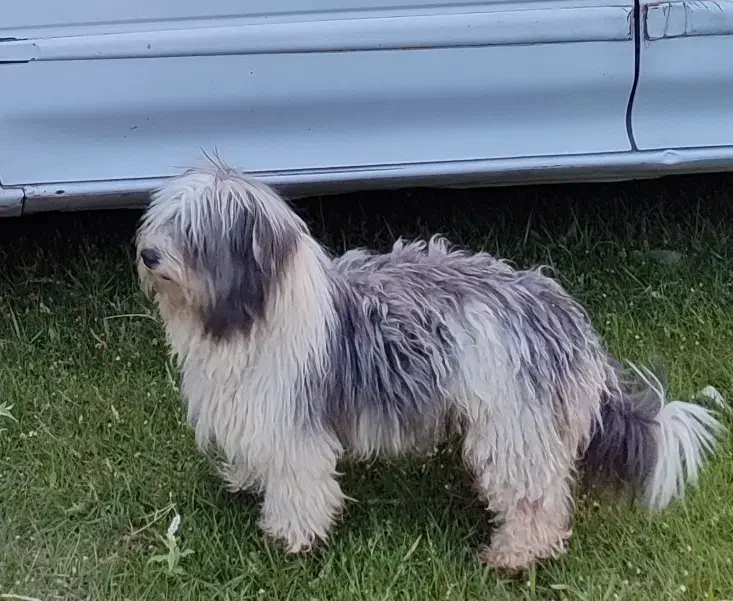 سگ خراجی و خروس|سگ|جیرفت, |دیوار