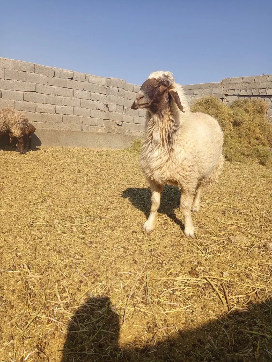 قوچ تخم|حیوانات مزرعه|جلگه ماژان, |دیوار