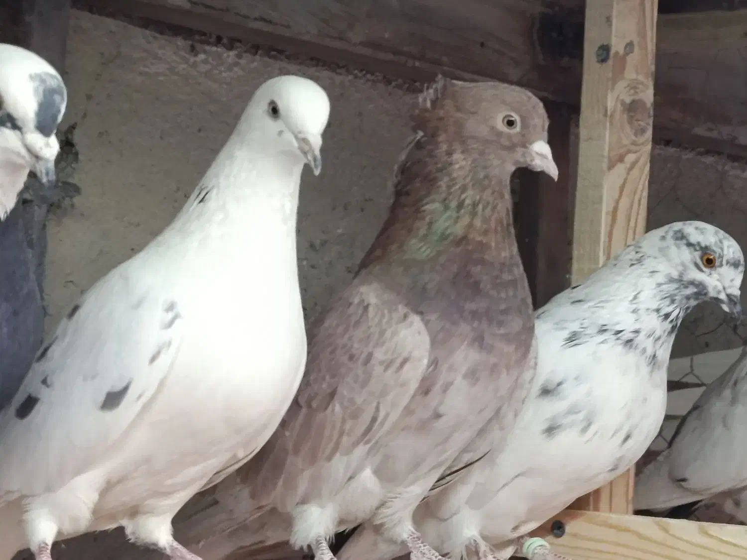 مایه کفتر کبوتر|حیوانات|تهران, افسریه شمالی|دیوار