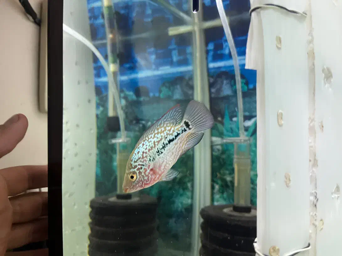 فلاور کامفا جوجه|ماهی|تهران, سنگلج (شاپور)|دیوار