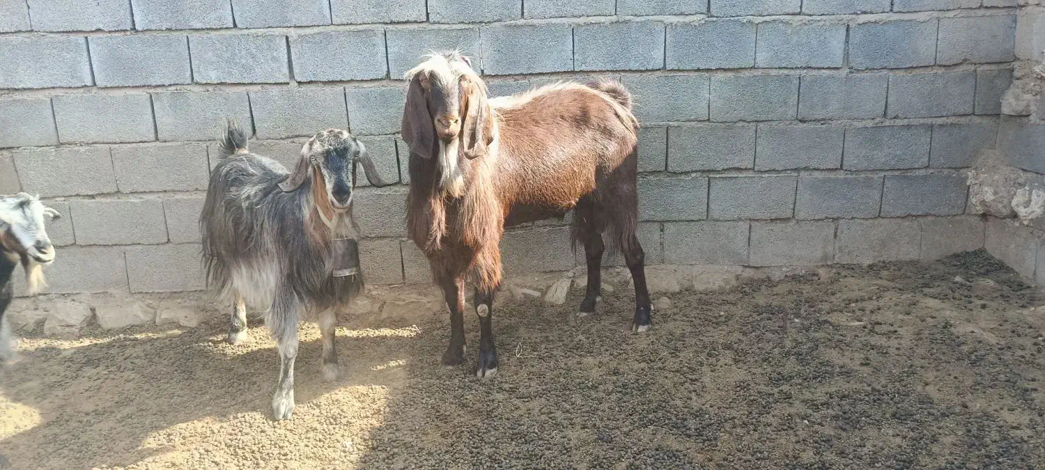 بعده نژدین تخمی بز نر|حیوانات مزرعه|سردشت, |دیوار