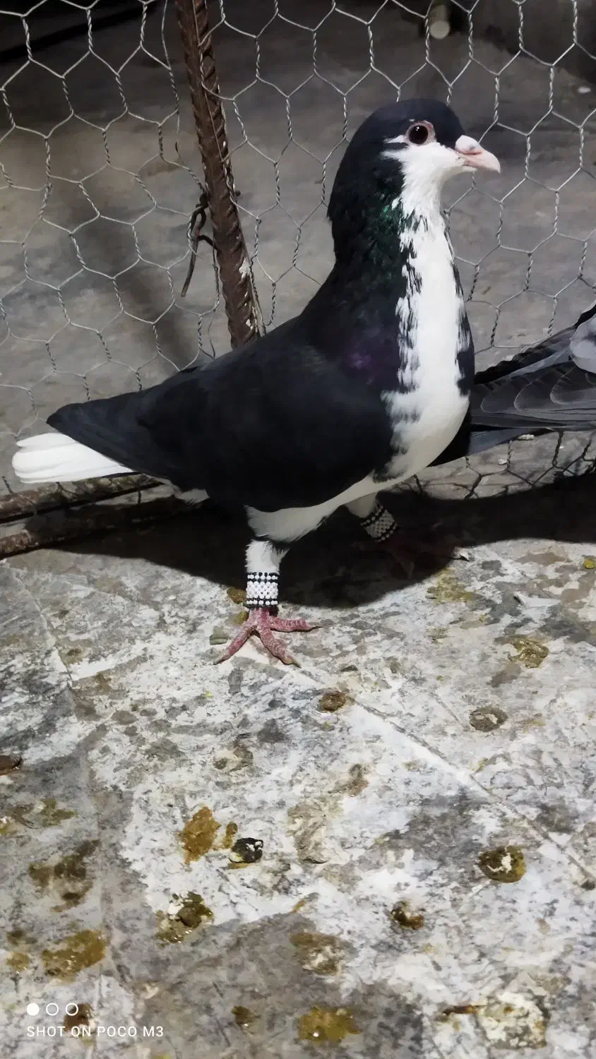 کبوتر فری|پرنده|برازجان, |دیوار