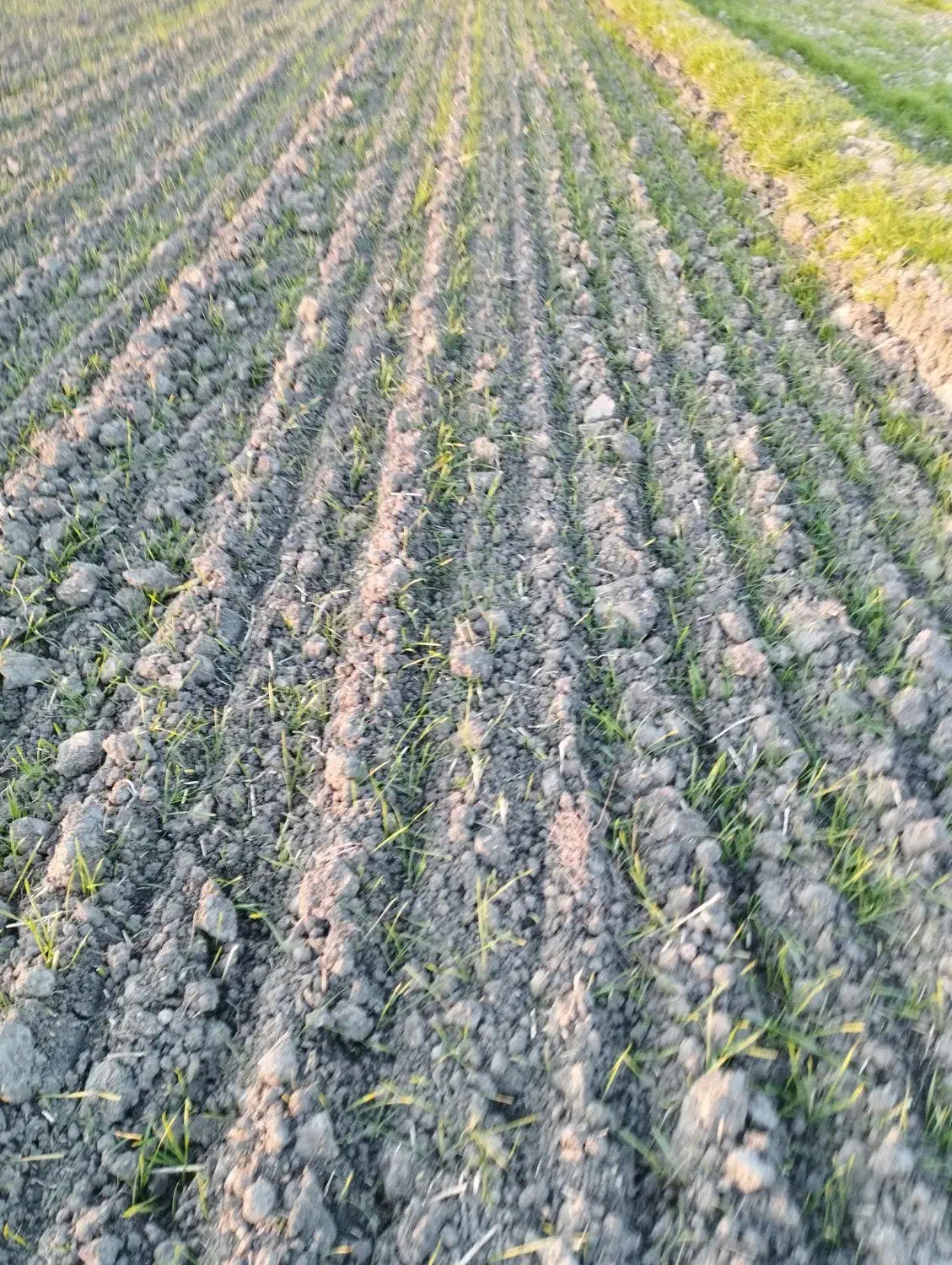 زمین اجاره چهار هکتار است|فروش دفتر صنعتی، کشاورزی، تجاری|گنبد کاووس, |دیوار