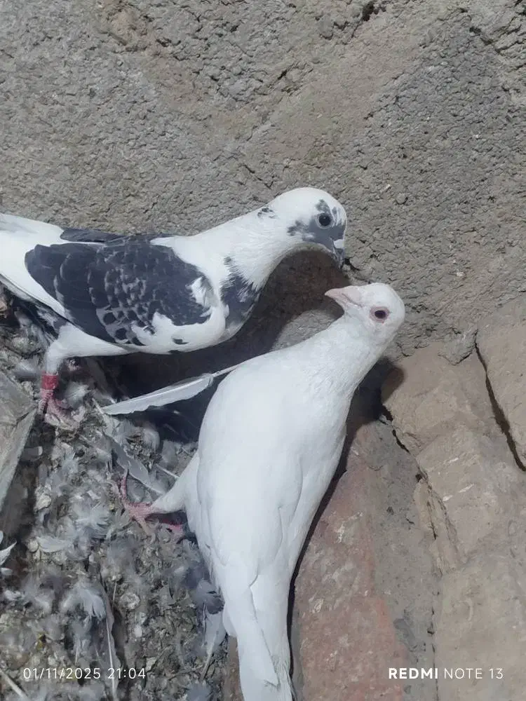 کبوتر کفتر|پرنده|سیب و سوران, |دیوار