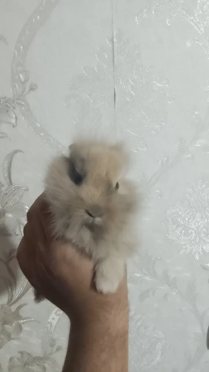 خرگوش لوپ کاملاً سالم با وسایل ‌وقفس|موش و خرگوش|رباط‌کریم, مسکن مهر آبشناسان|دیوار