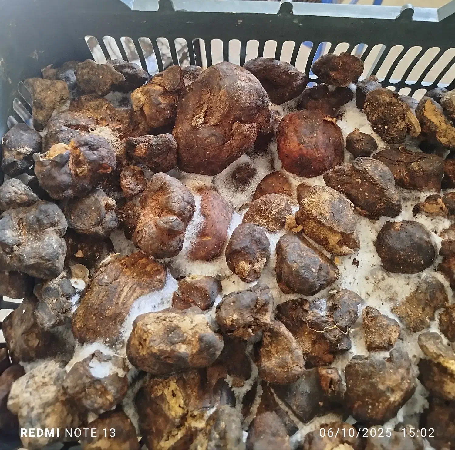 دنبل کوهی|خوردنی و آشامیدنی|شیراز, پایانه مسافربری سعدی|دیوار