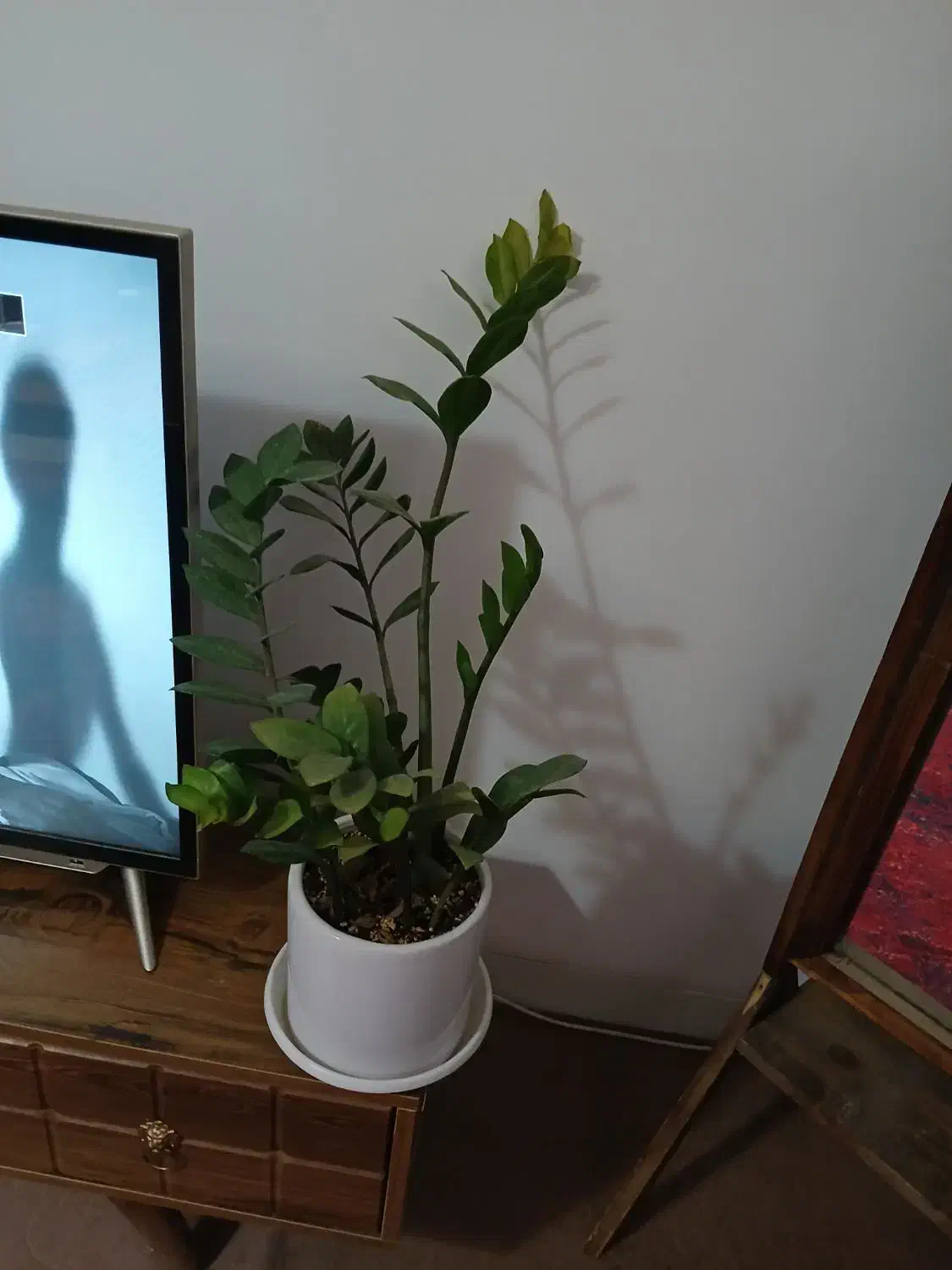 تعدادی گل و گلدان|گل و گیاه طبیعی|کرمان, |دیوار