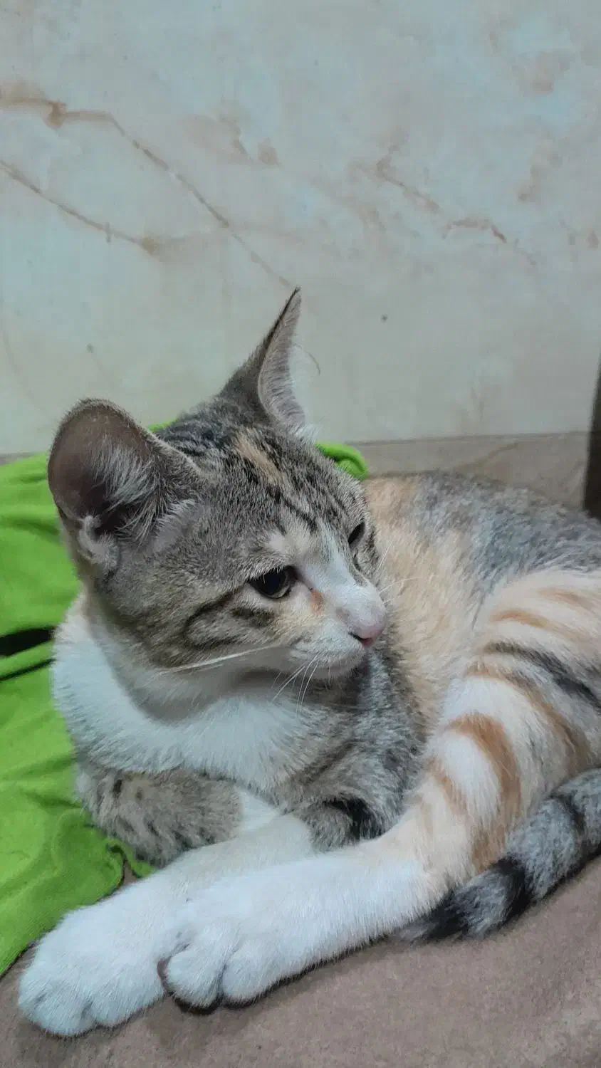 واگذاری رایگان بچه گربه|گربه|آمل, |دیوار