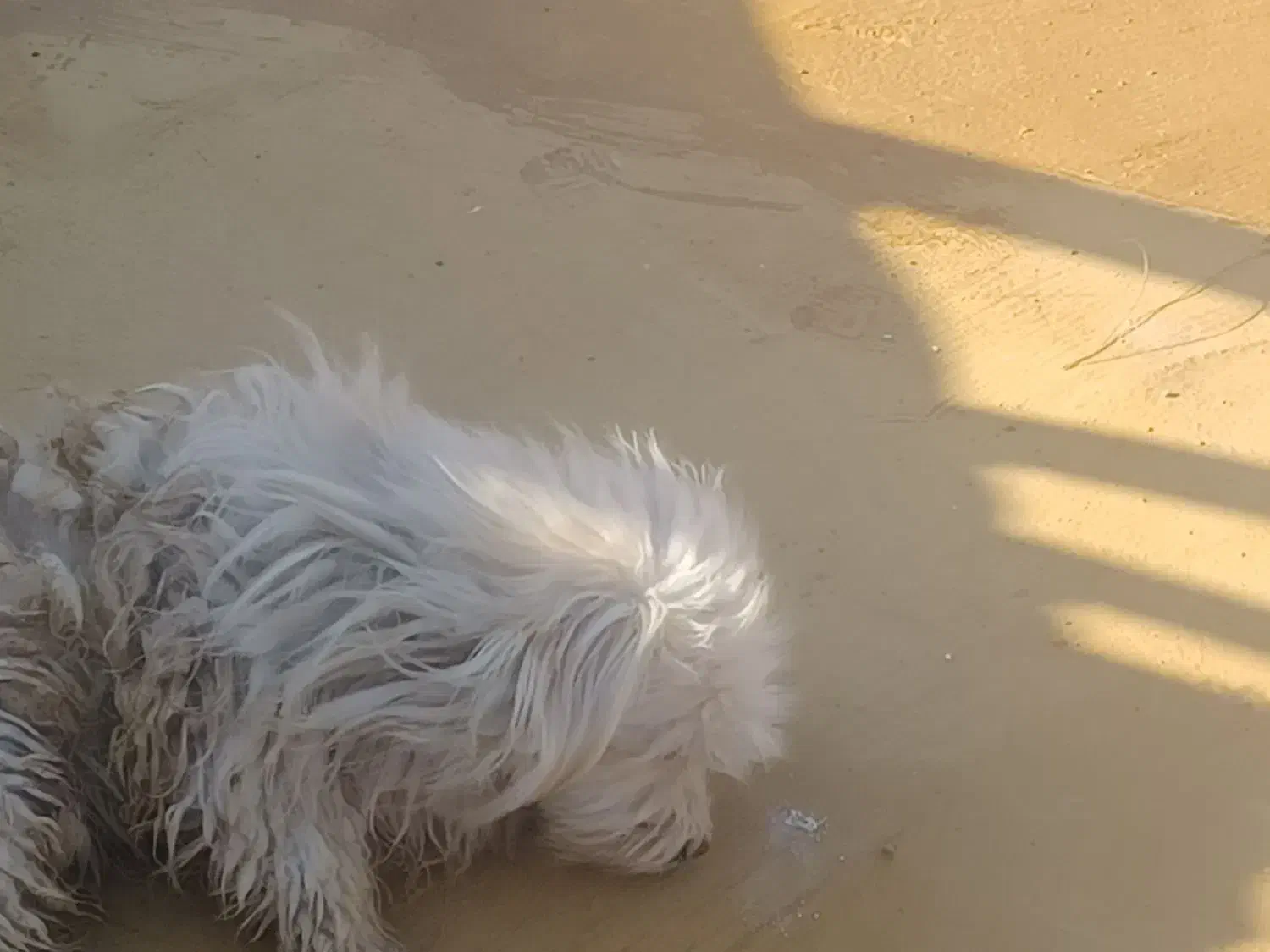 سگ شیتزو نر|سگ|یزد, |دیوار