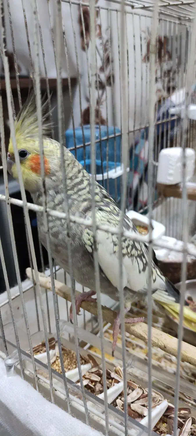 جفت عروس هلندی|پرنده|رشت, یخسازی|دیوار