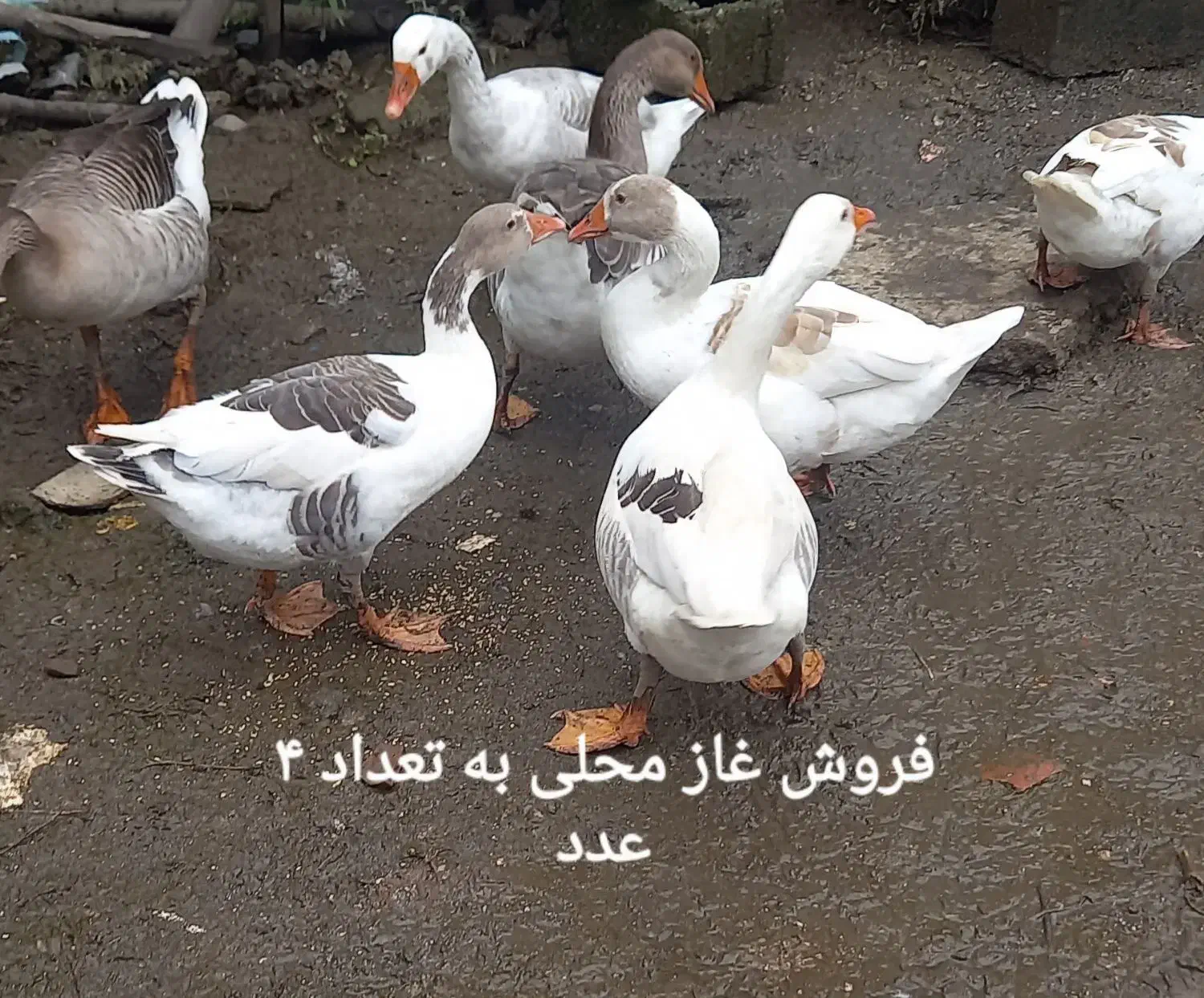 فروش غاز محلی ۸ نیم ماهه|حیوانات مزرعه|آستارا, |دیوار