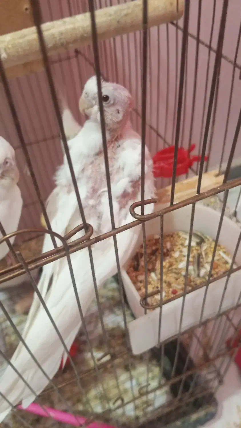 جوجه عروس|پرنده|اهواز, فاز ۵ پاداد|دیوار