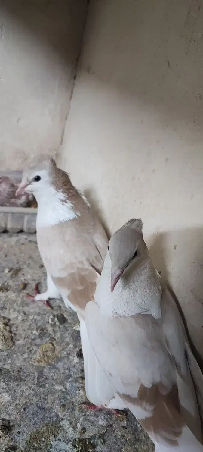 پشت زرد کاکلی|پرنده|اصفهان, تخت فولاد|دیوار