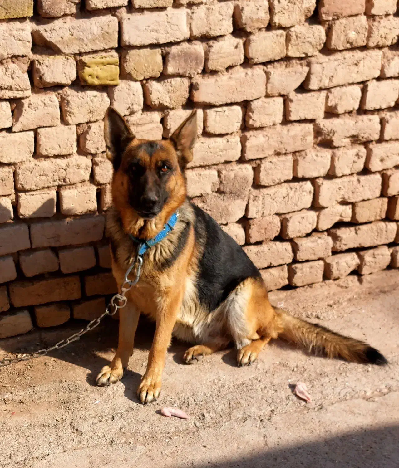 سگ ژرمن ماده|سگ|دشتابی, |دیوار