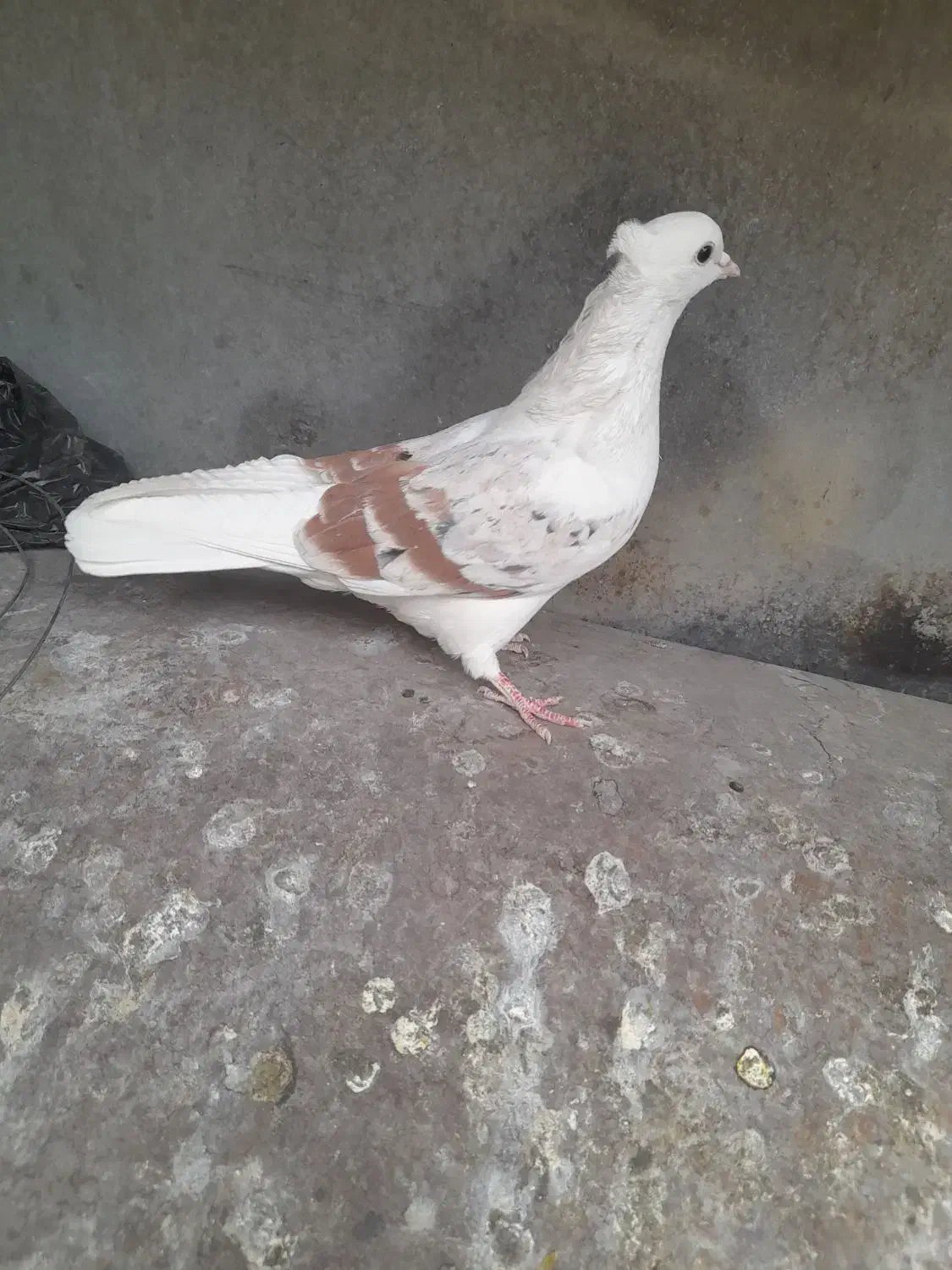 کبوتر|پرنده|دورود, |دیوار