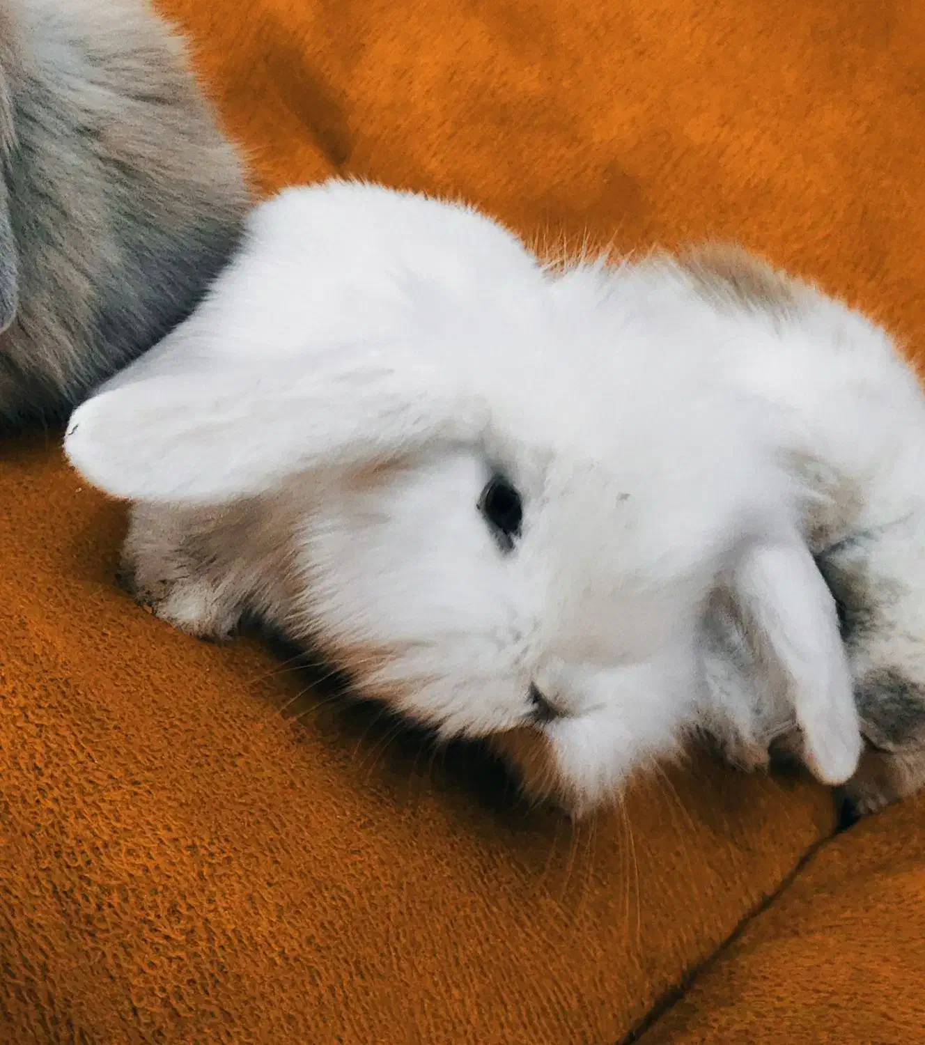 خرگوش لوپ اصیل|موش و خرگوش|زاهدان, |دیوار