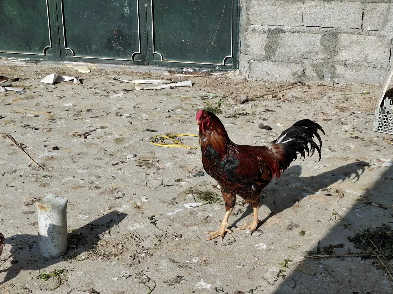 خروس لاری|حیوانات مزرعه|مهاباد (آذربایجان غربی), |دیوار