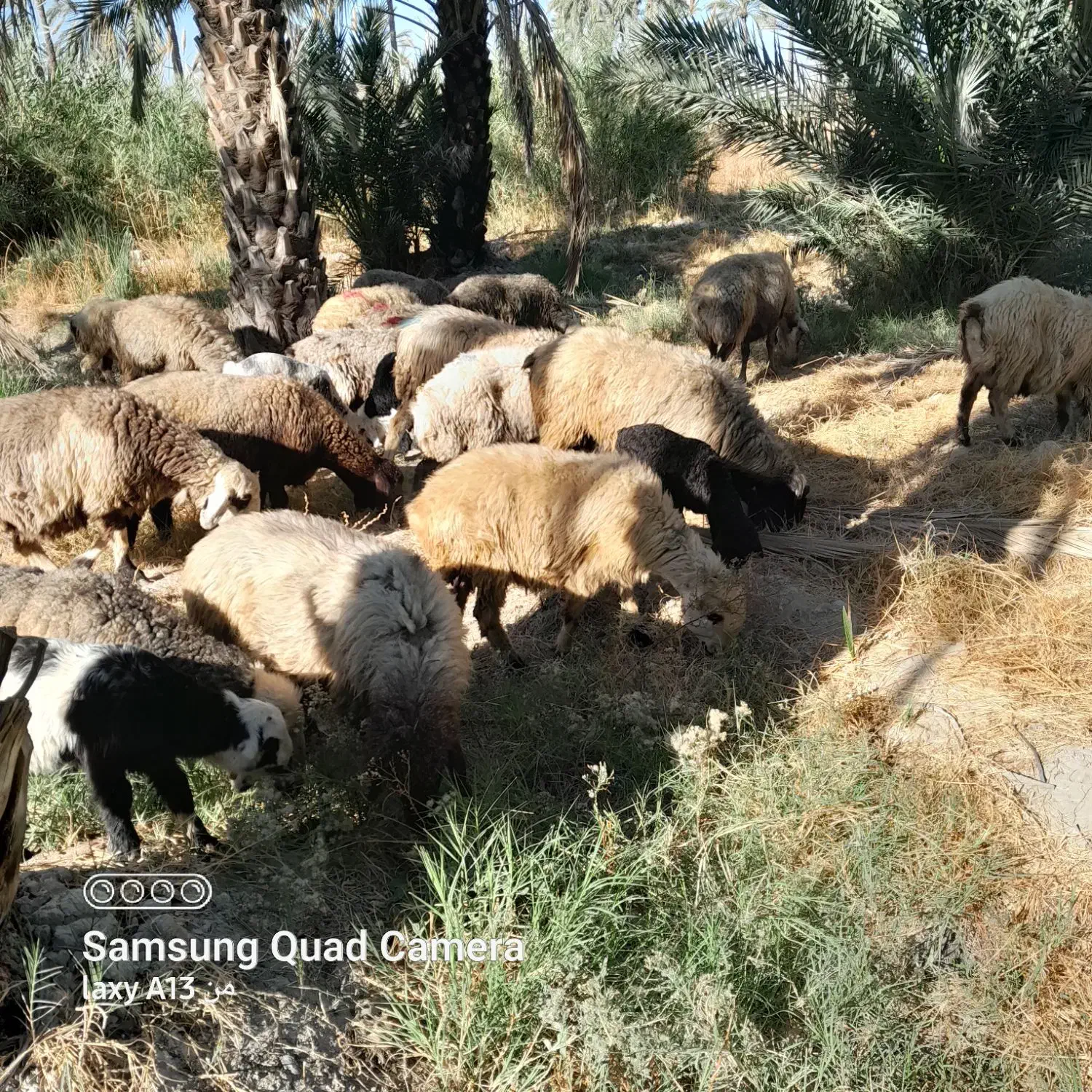 ۱۹راس میش بره دار و آبستن داشتی|حیوانات مزرعه|جره و بالاده, |دیوار