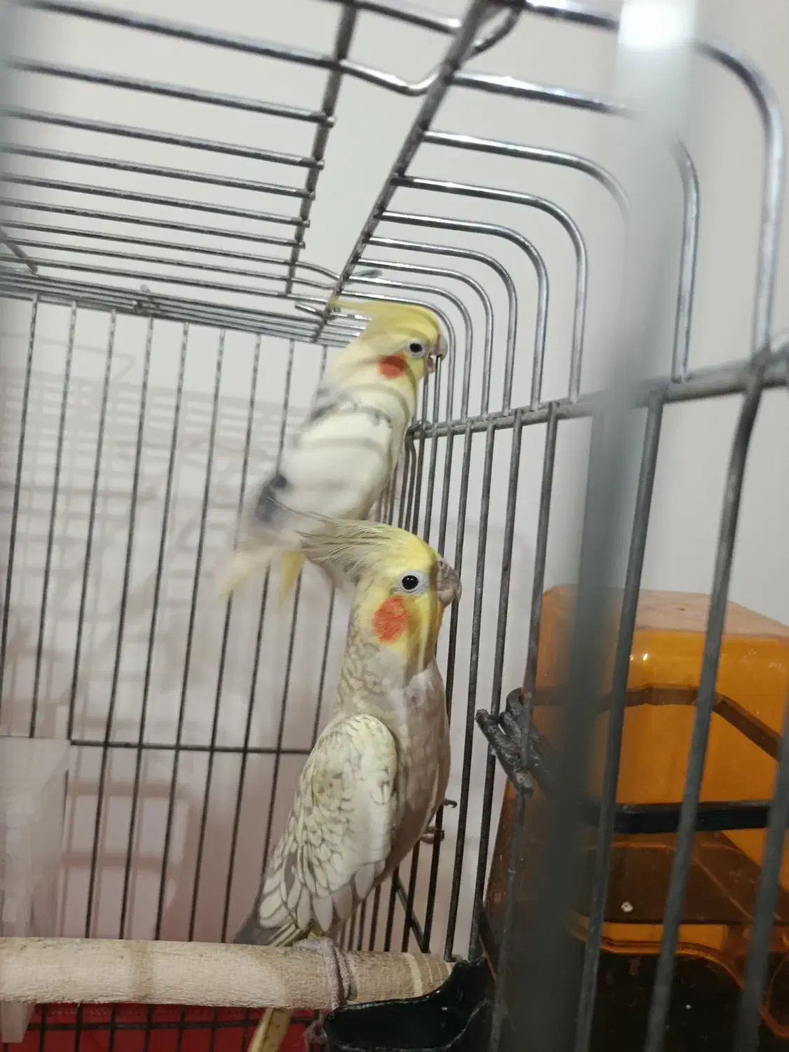 عروس هلندی|پرنده|شبستر, |دیوار