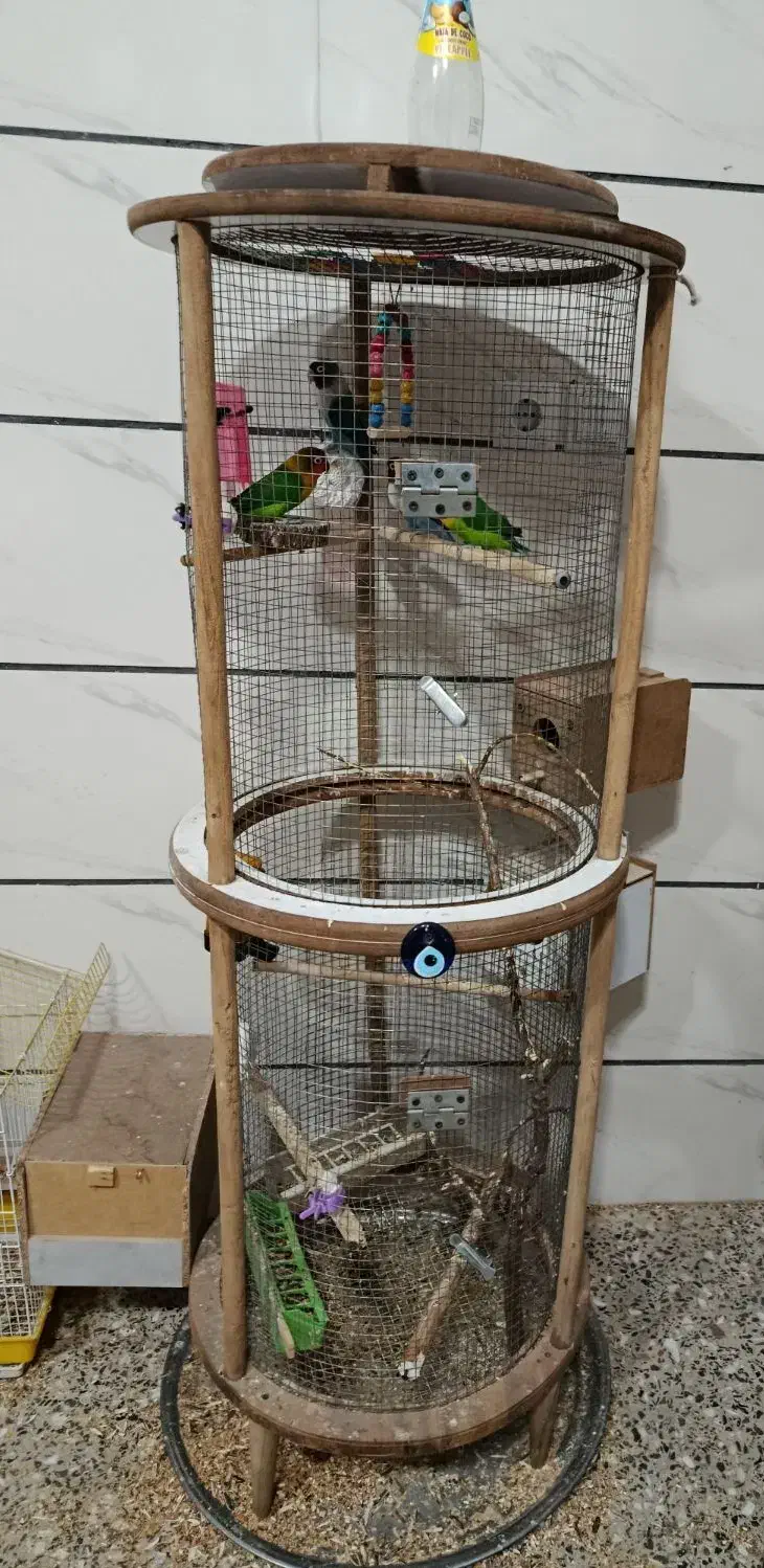 کوتوله برزیلی|پرنده|شاهین‌شهر, نسیم ۵|دیوار