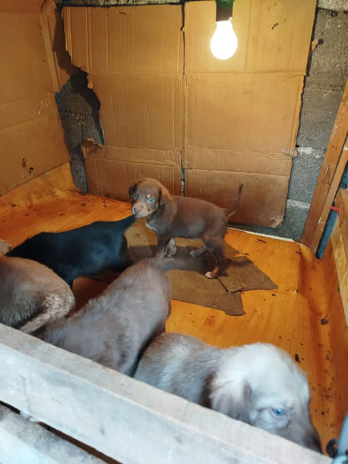 سگ واگذاری رایگان|سگ|رشت, پاستوریزه|دیوار