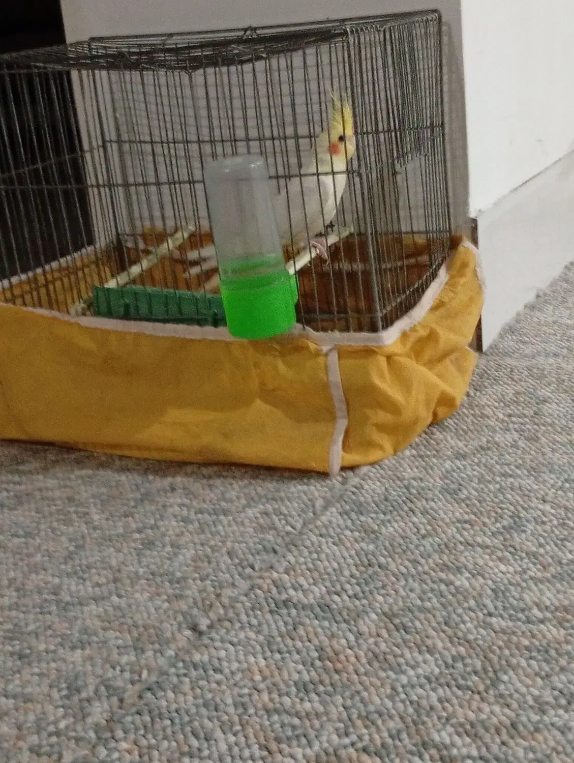 عروس هلندی|پرنده|شیراز, گلکوب|دیوار