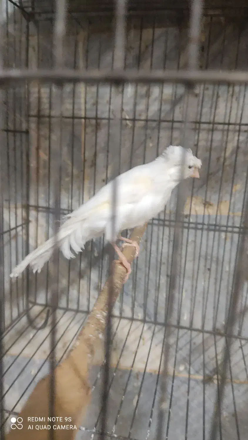 قناری نر|پرنده|باقرشهر, |دیوار