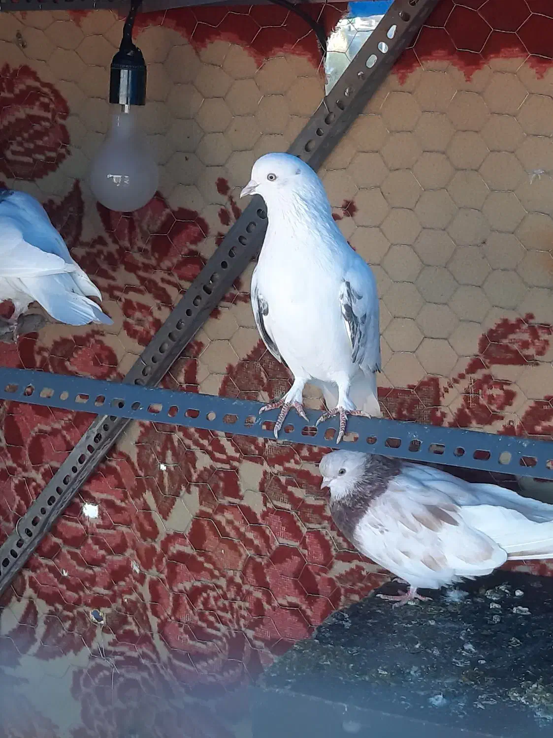 کفتر|پرنده|رودهن, |دیوار