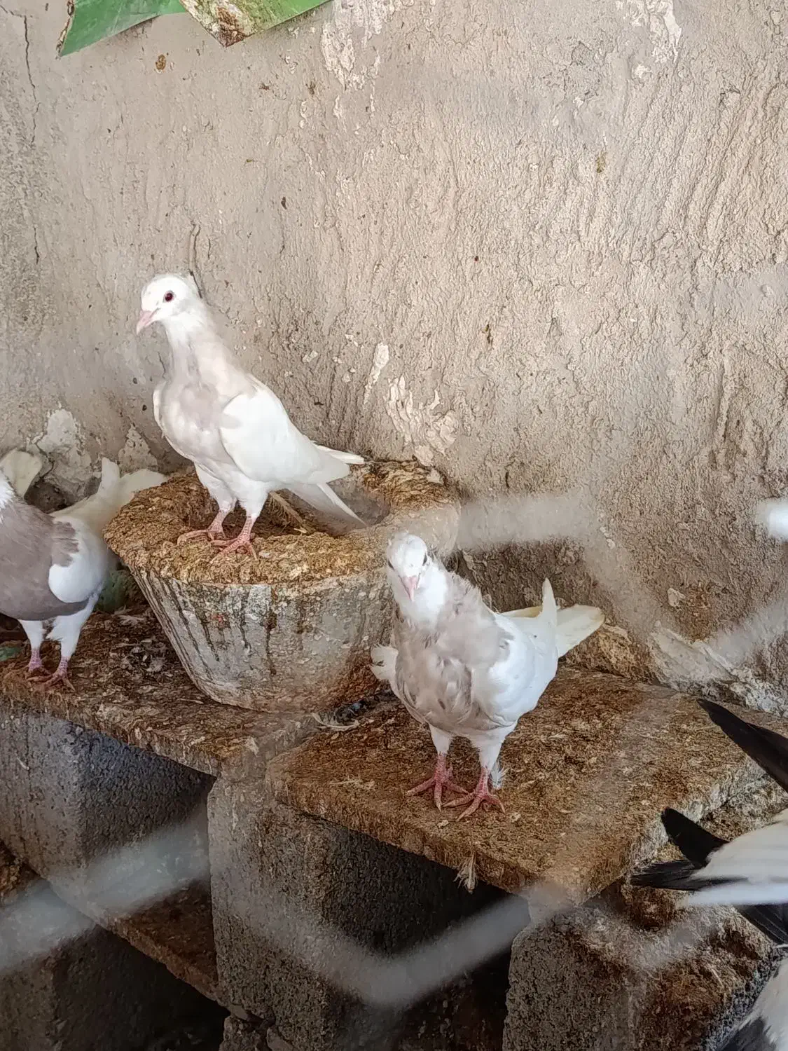 طوقی|پرنده|بستک, |دیوار